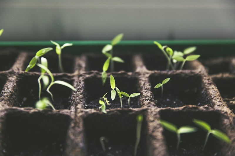Community garden funded by mutual credit